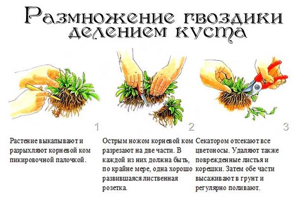 Барвинок: выращивание из семян, виды и сорта
