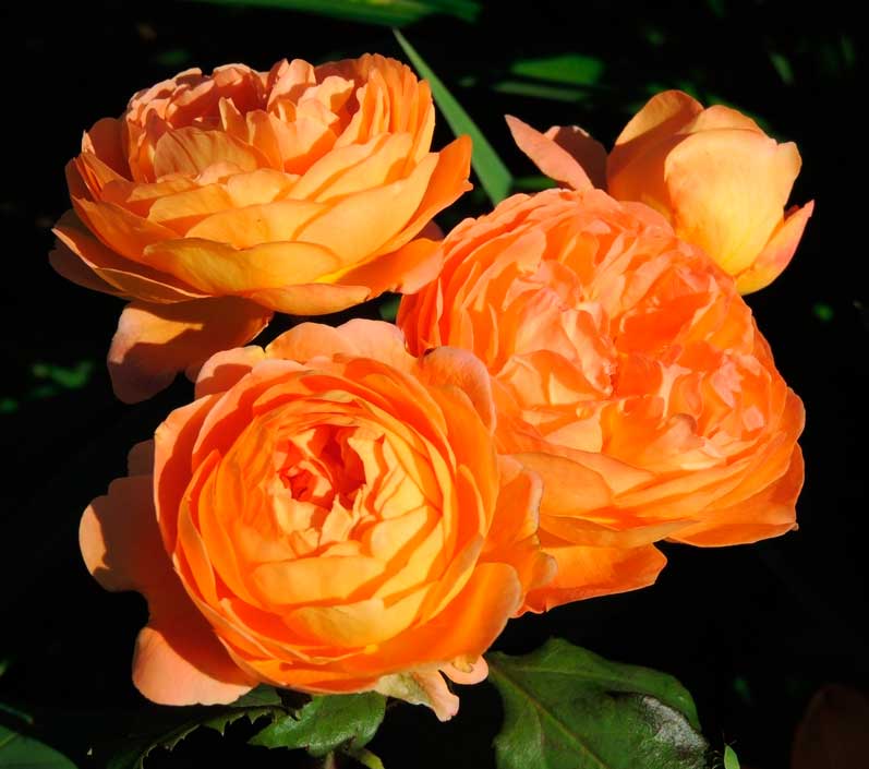 Ароматная роза леди оф шалот. особенности цветка, правила ухода и выращивания, фото