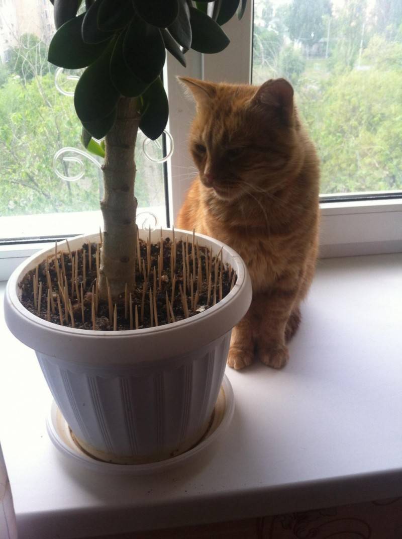 Как уберечь комнатные растения от кошки - wikihow