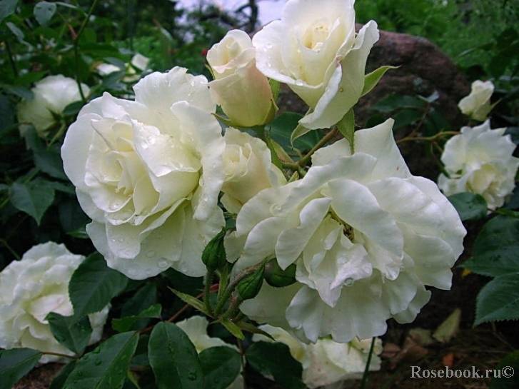 Описание плетистой розы “шнеевитхен” с отзывами и уходом