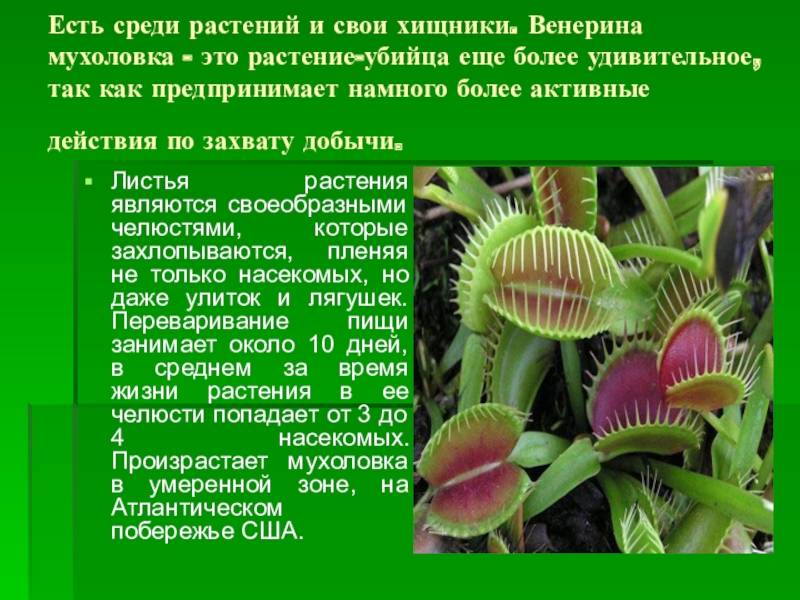 ✅ хищные растения: список, названия, описания, фото