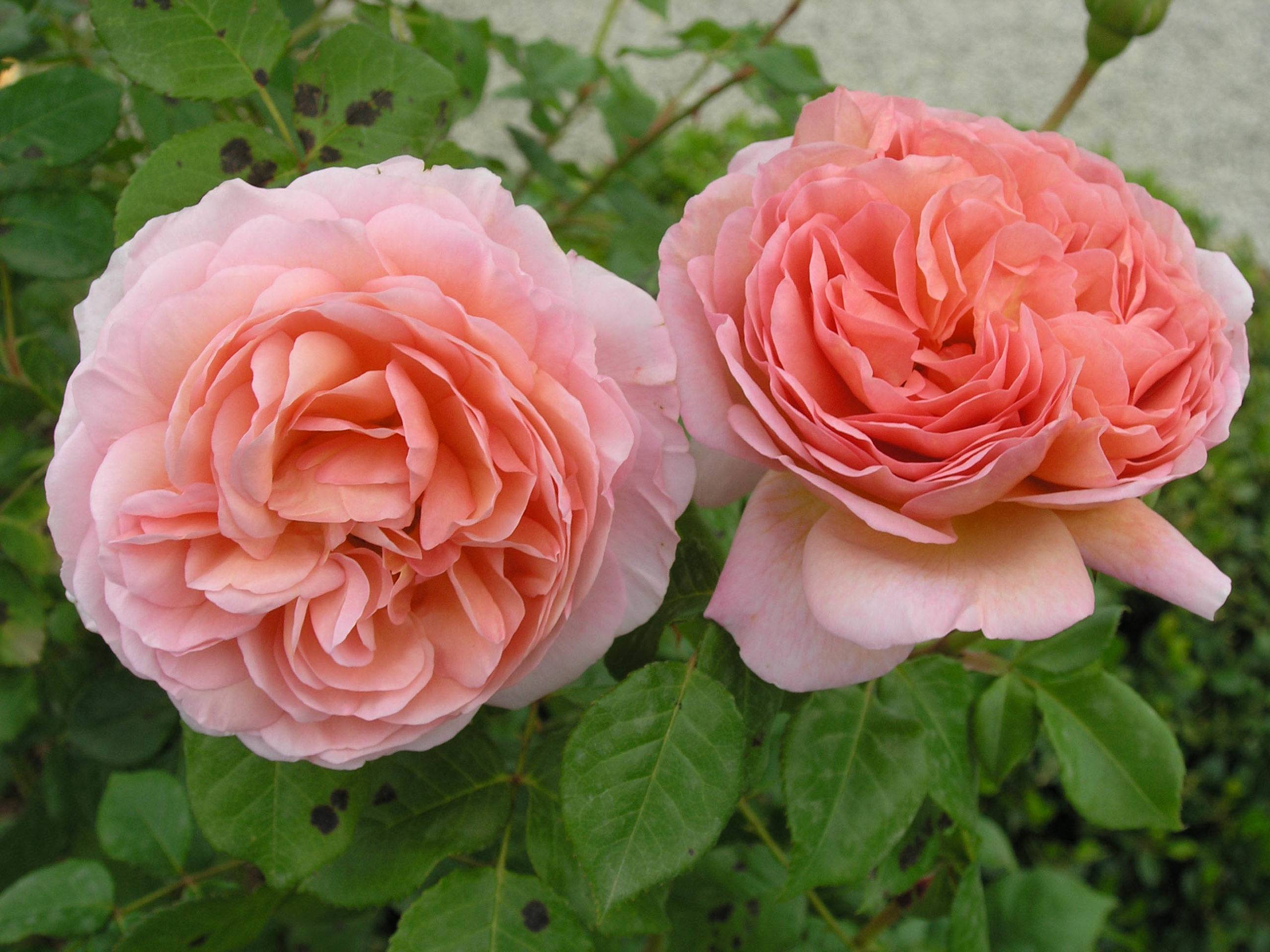 Роза «абрахам дерби»: описание, фото, особенности выращивания английской розы