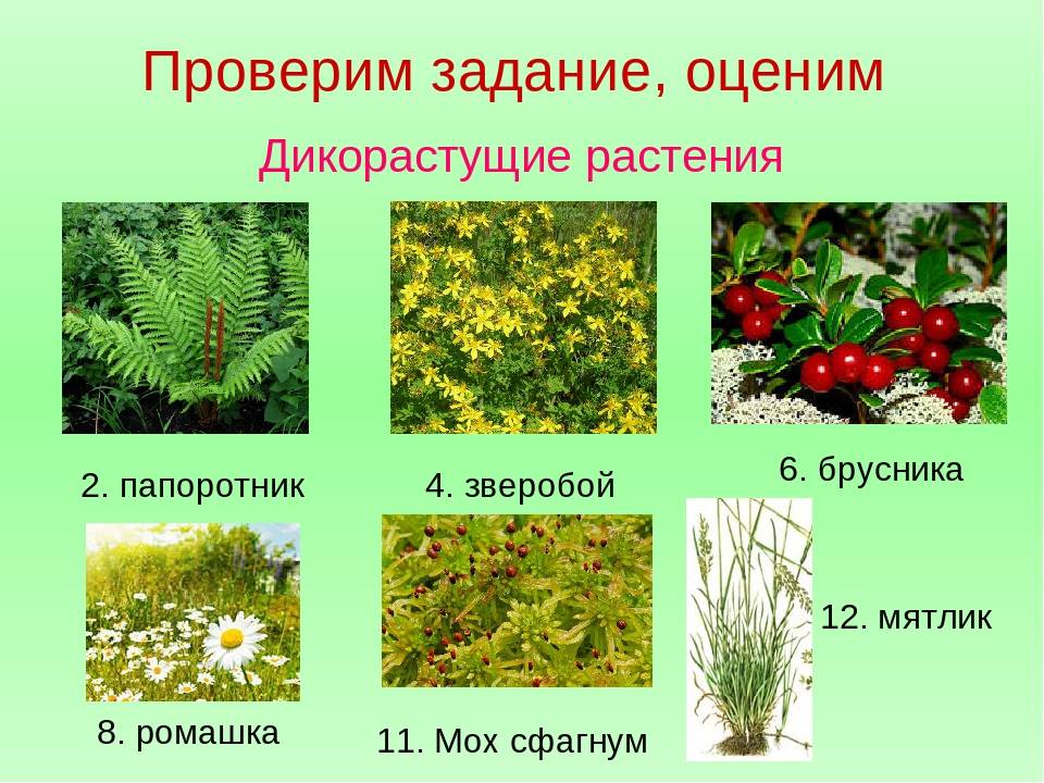 Экзотические растения / асиенда.ру