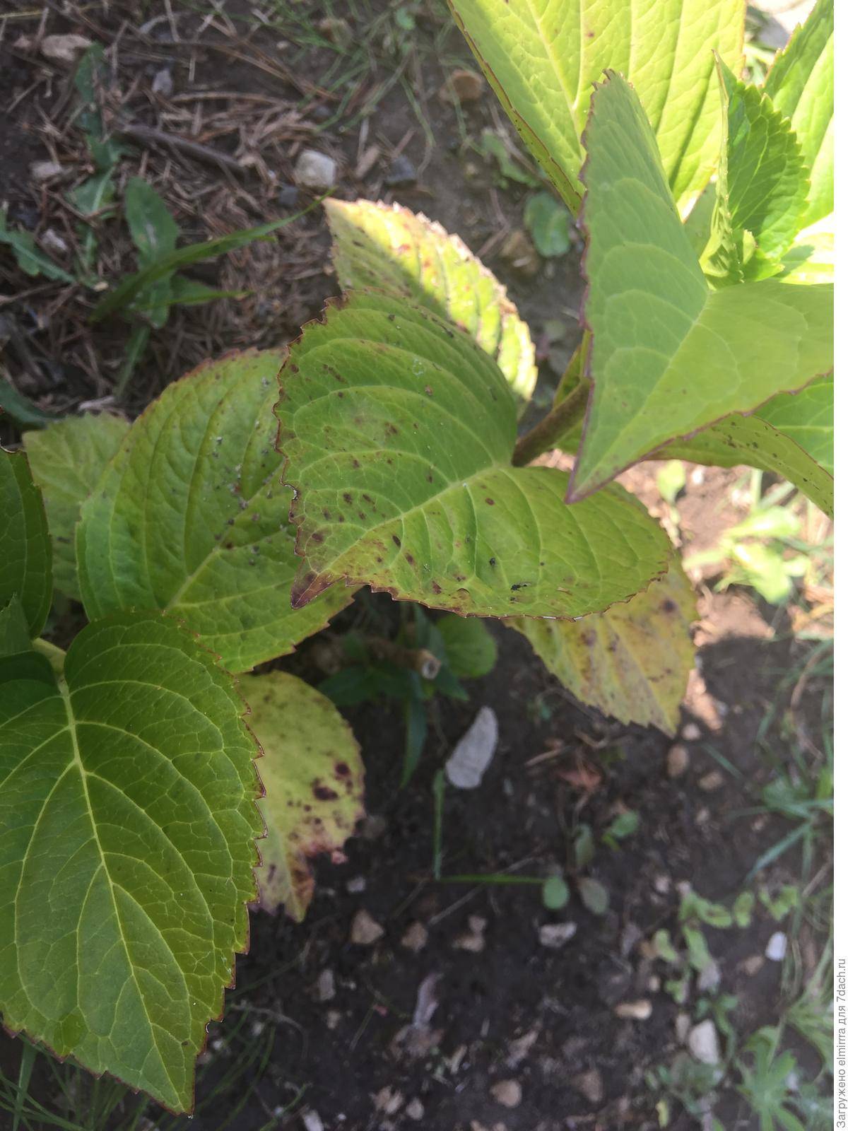 Как защитить садовую гортензию от болезней и вредителей?