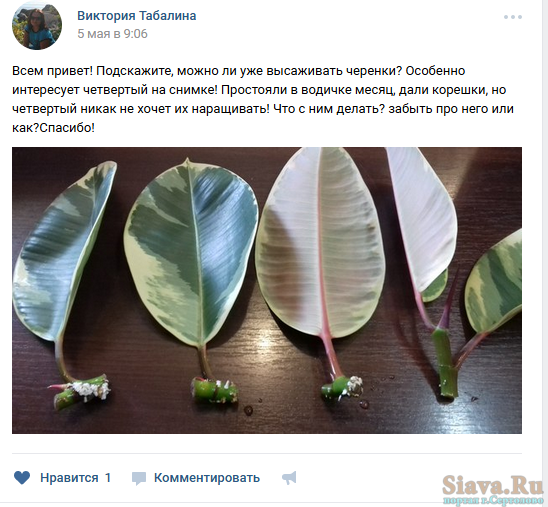 Как посадить фикус черенком: правила укоренения и посадки - sadovnikam.ru