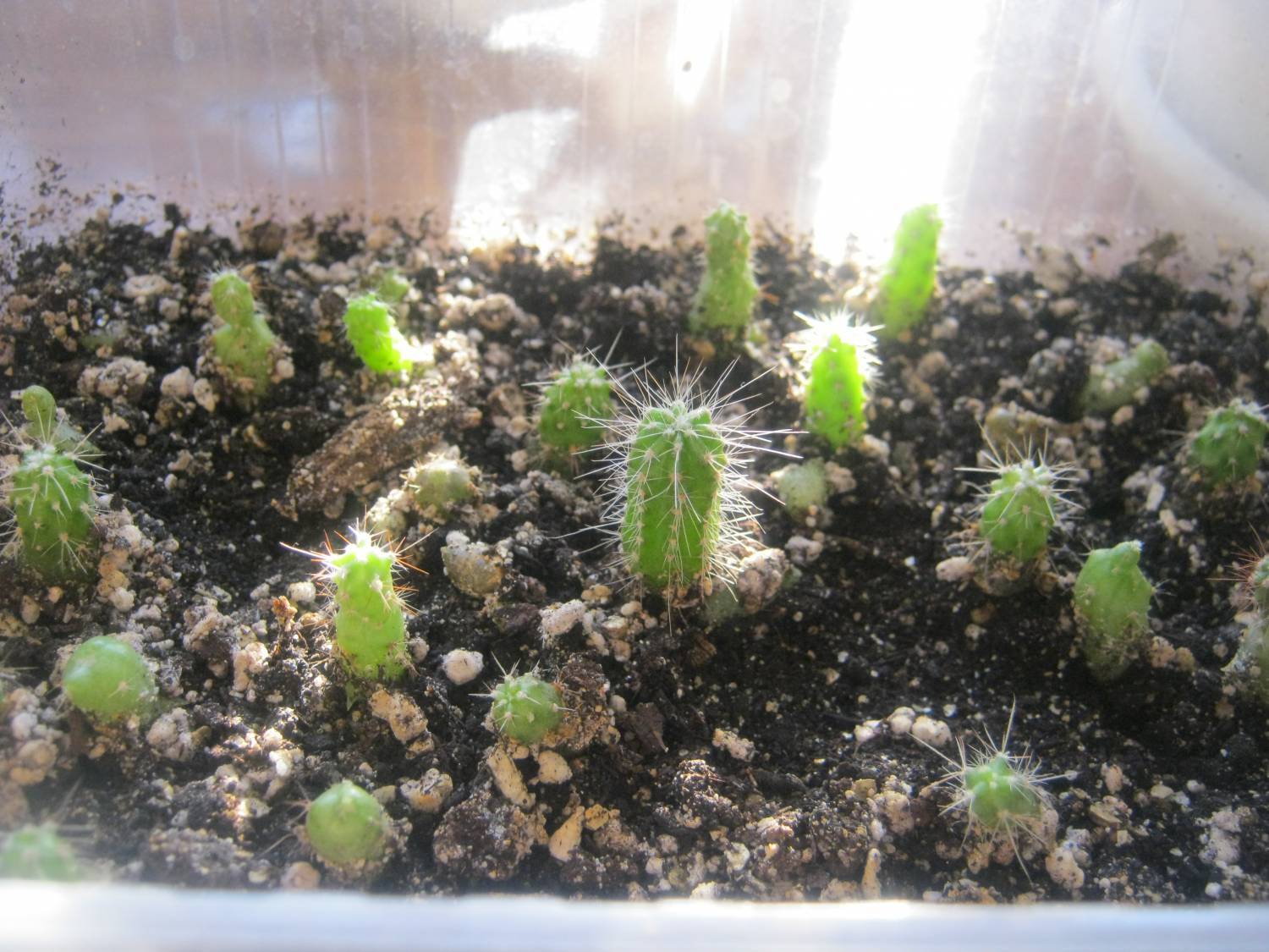 Правила размножения кактусов: пошаговая инструкция