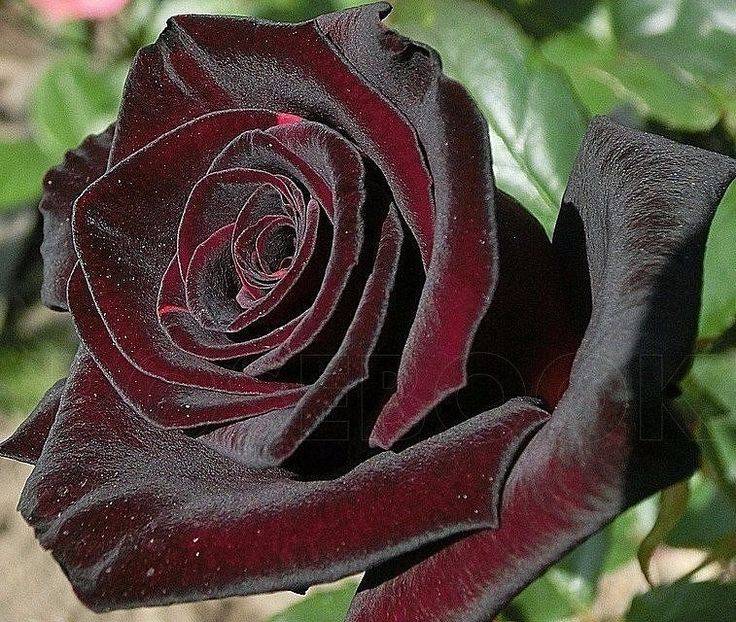 Роза черная магия (black magic): фото, отзывы, описание, характеристики.