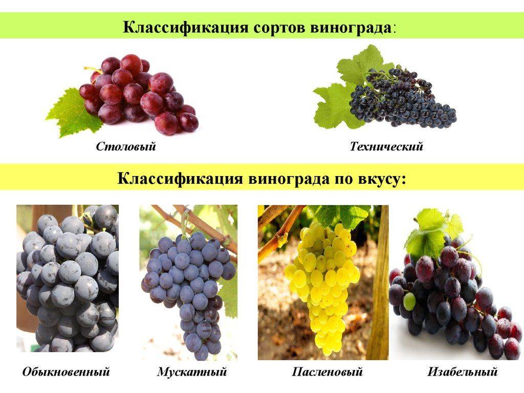 Девичий виноград