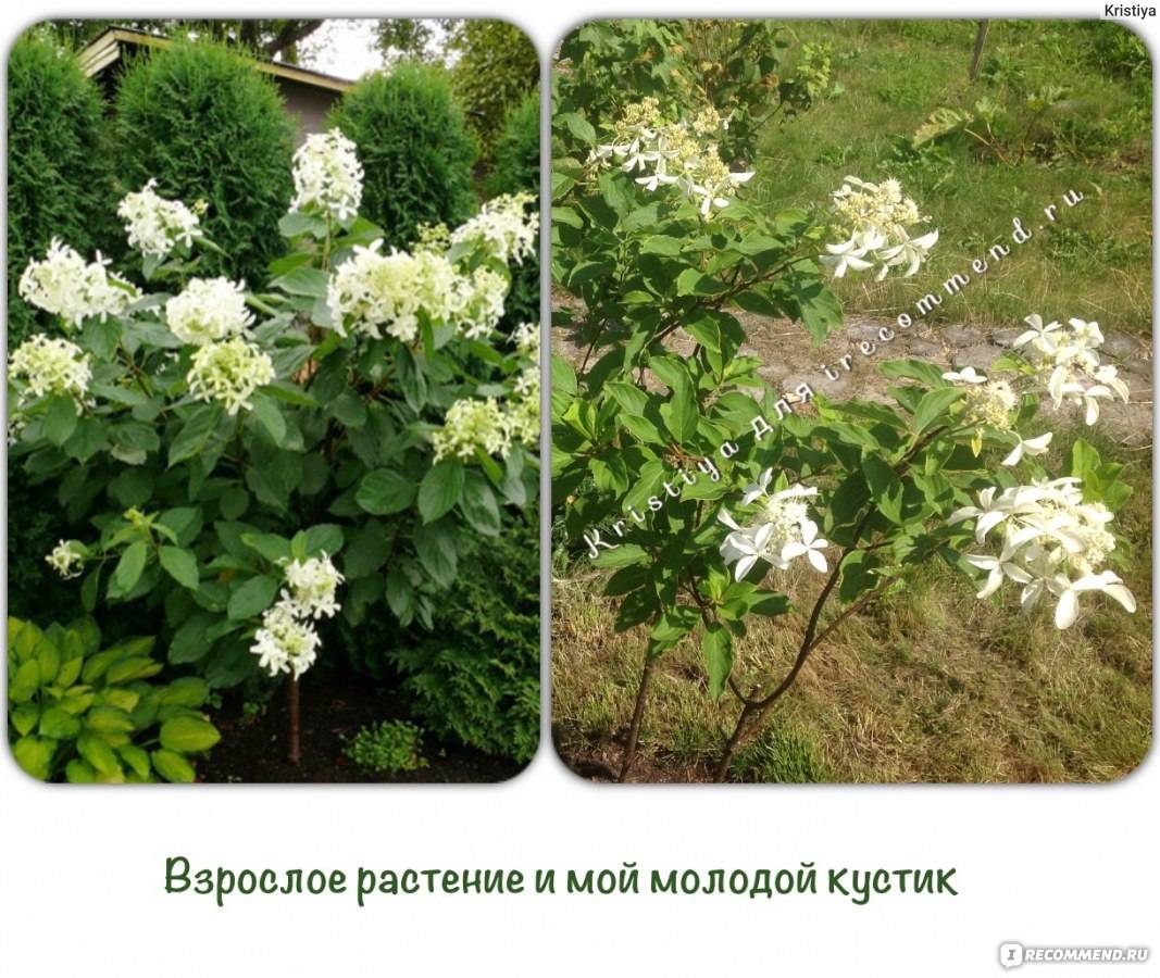 Популярные сорта метельчатой гортензии для московской области