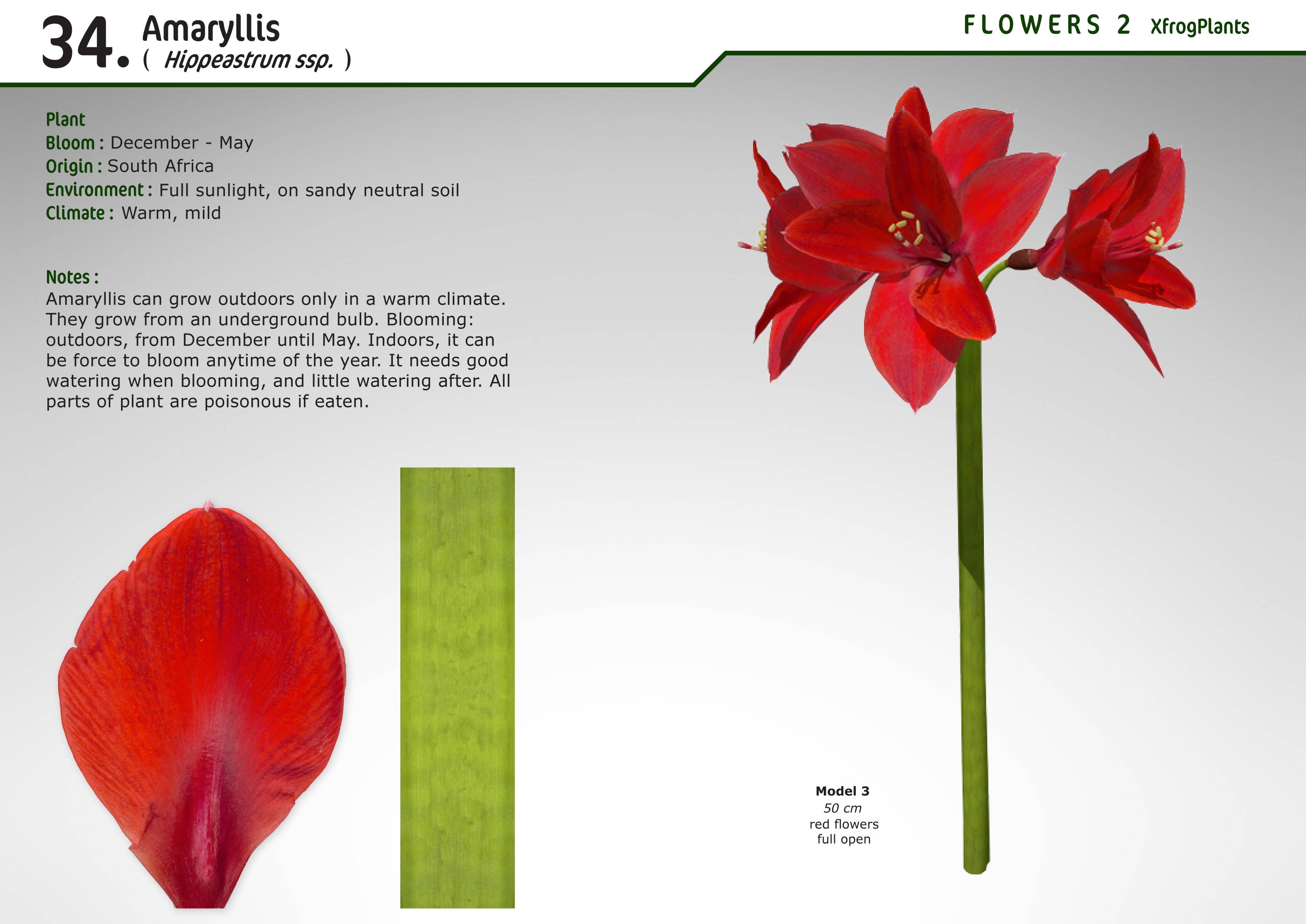 Амариллис: уход в домашних условиях и секреты обильного цветения