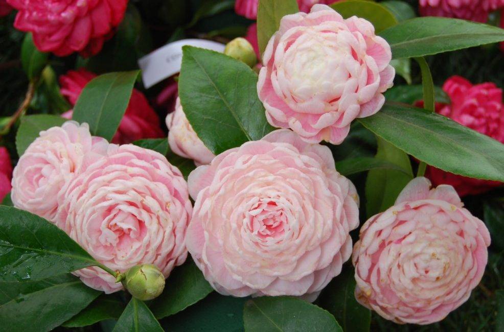 Камелия (camellia). описание, виды и уход за камелией - флористика на "добро есть!"