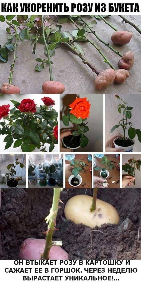 Размножение роз черенками из букета и в картошке, способы черенкования розы ????