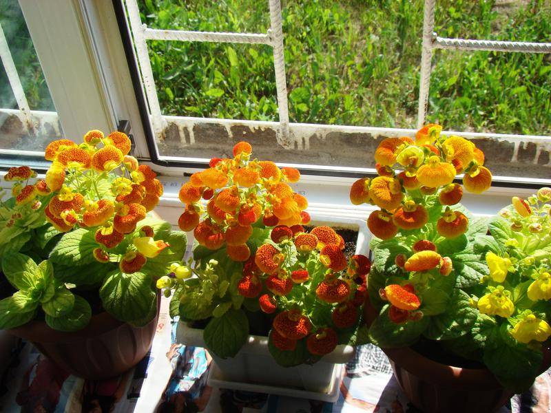 Кальцеолярия: уход и выращивание цветка в домашних условиях