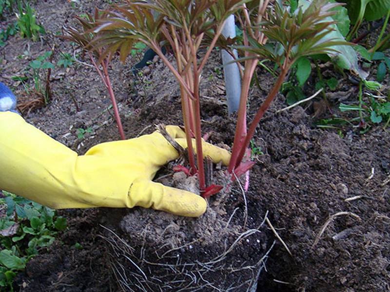 Как правильно посадить пионы весной в саду и уход за ними