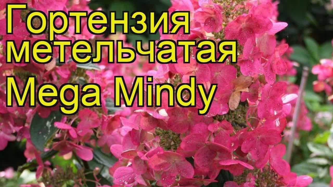 Гортензия «мега минди» (31 фото): описание метельчатой гортензии mega mindy, посадка, уход и размножение, обзор отзывов