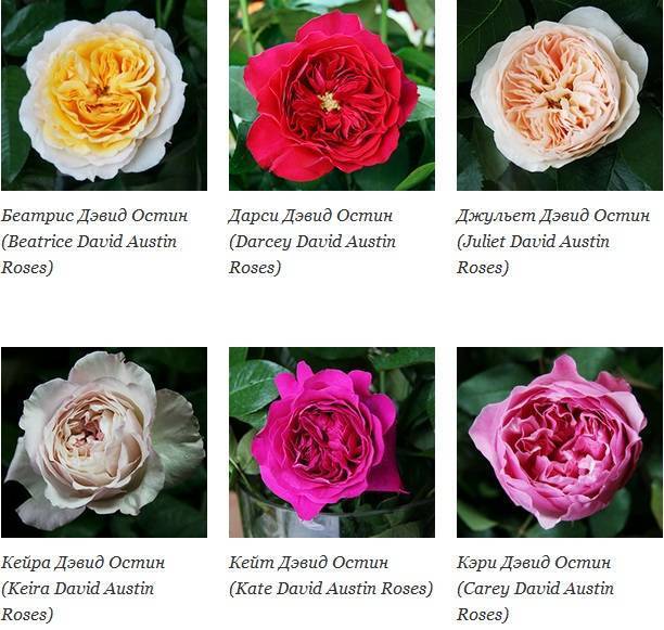 Роза джульетта (juliet): фото и описание, отзывы об английском цветке, видео