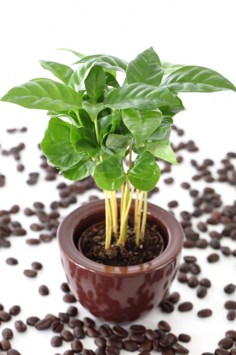 Кофейное дерево: посадка, уход и пересадка в домашних условиях, возможные болезни и вредители (+фото)