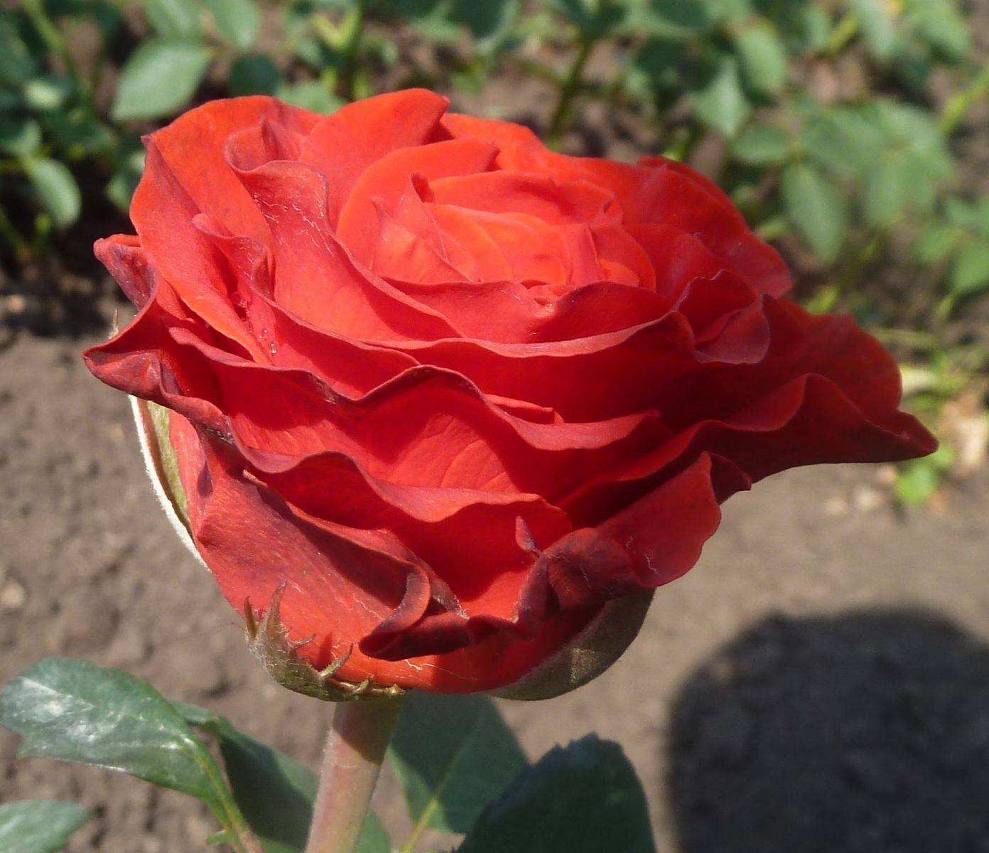 Характеристика сортов розы патио, посадка и уход в домашних условиях, правила выращивания