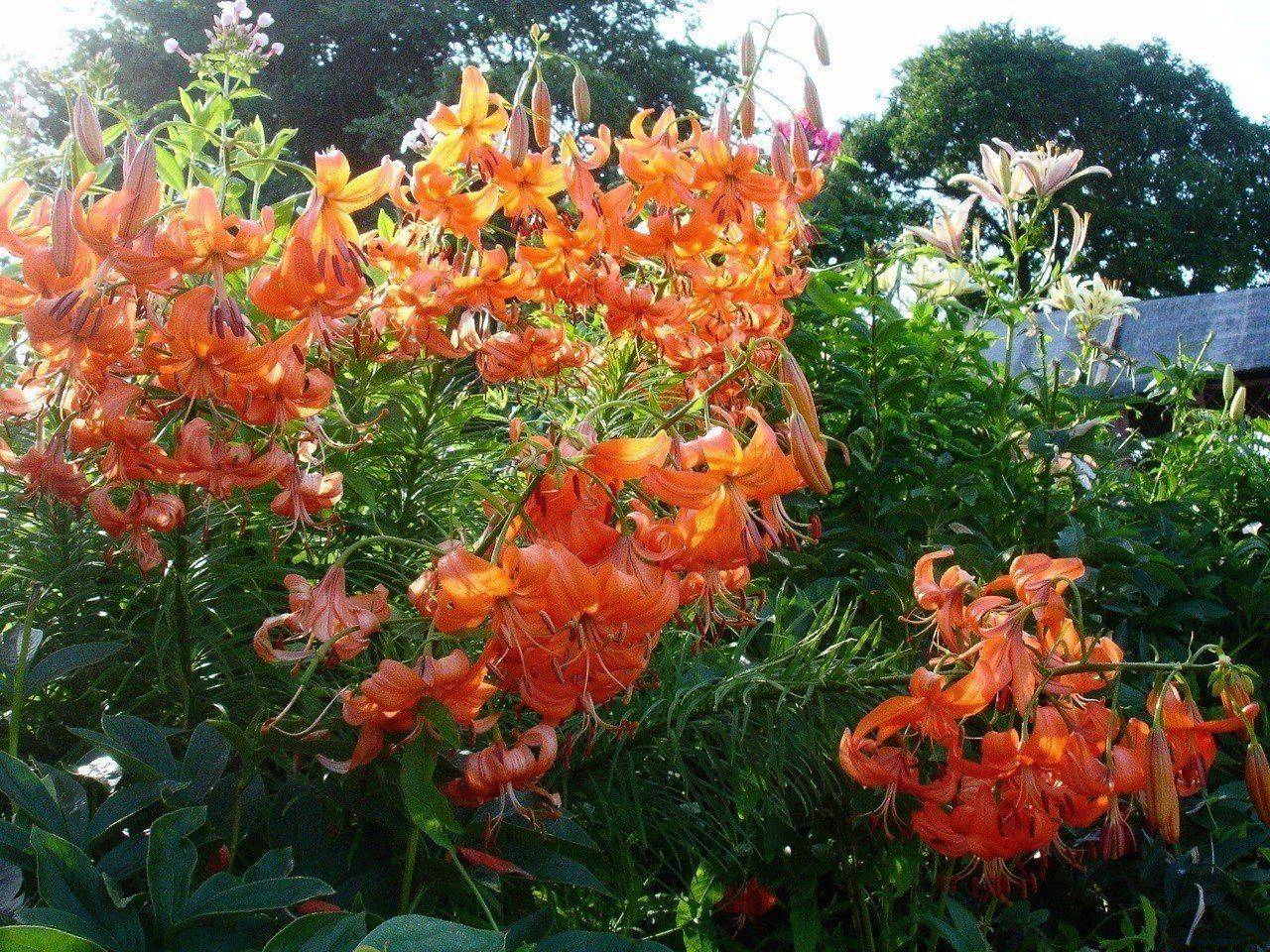 Лилии мартагон — сорта, гибриды, использование в саду. описание, посадка и уход. фото — ботаничка