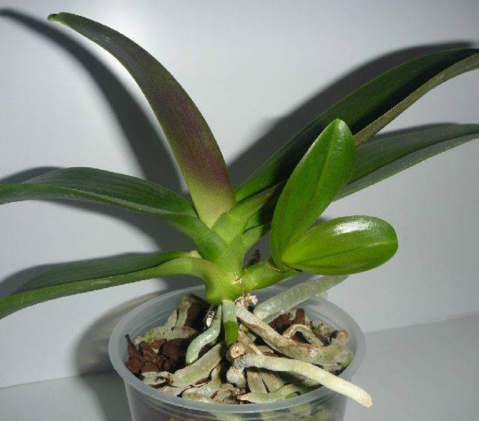 Как пересадить отросток орхидеи в домашних условиях на цветоносе: пошаговое фото и видео от специалистов