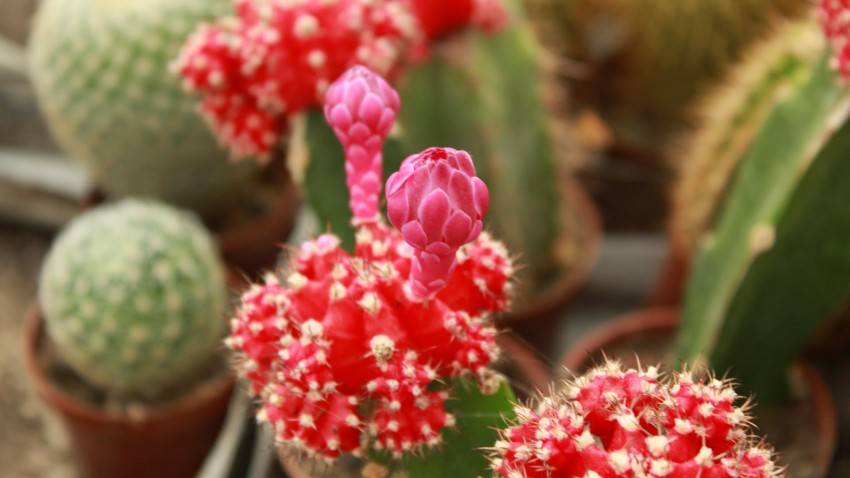 Примеры цветения и размножения гимнокалициума, варианты ухода за кактусом
