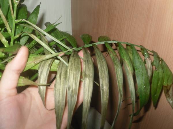 Трахикарпус: уход за пальмой в домашних условиях, размножение