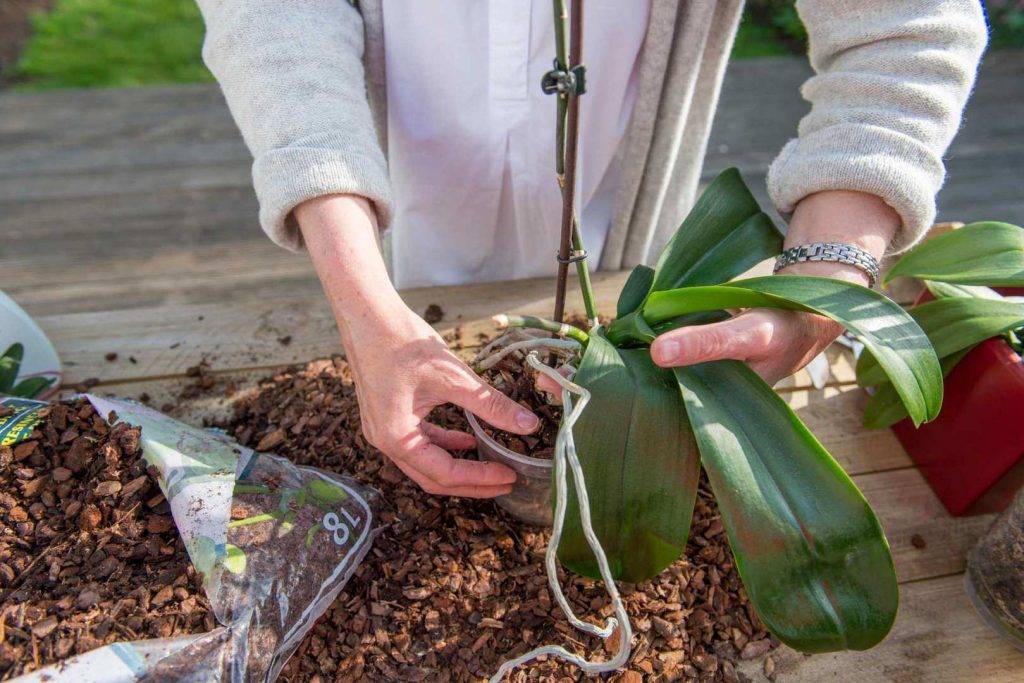 Как посадить детку орхидеи в домашних условиях пошагово (+без корней)