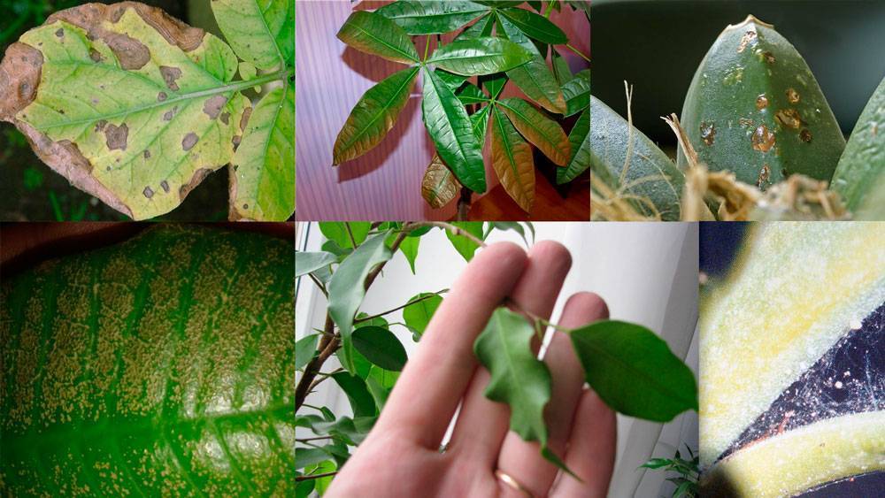 Липкие листья у комнатных растений — причины и борьба