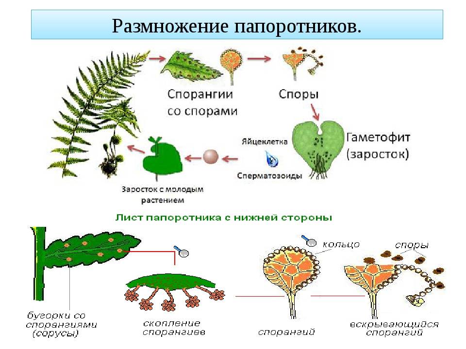 Орляк: фото папоротника, описание растения, уход и размножение