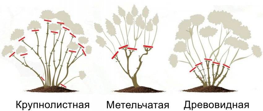 Обрезка гортензии метельчатой, крупнолистной и иных: как правильно формировать растение осенью и весной, надо ли на зиму, что делать дальше, после того как отцвела?