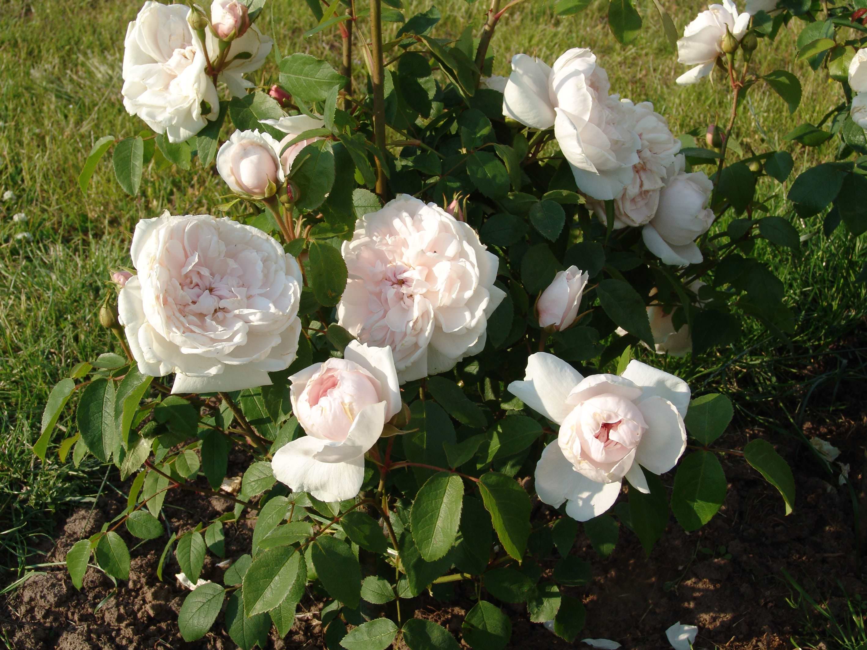 Роза абрахам дерби: фото, описание, отзывы. английская роза шраб