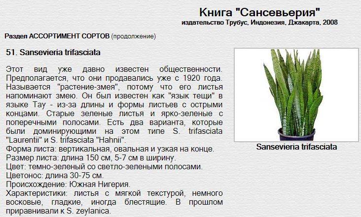 ᐉ цветок сансевиерия: уход в домашних условиях, фото, пересадка, размножение, свойства, виды - roza-zanoza.ru