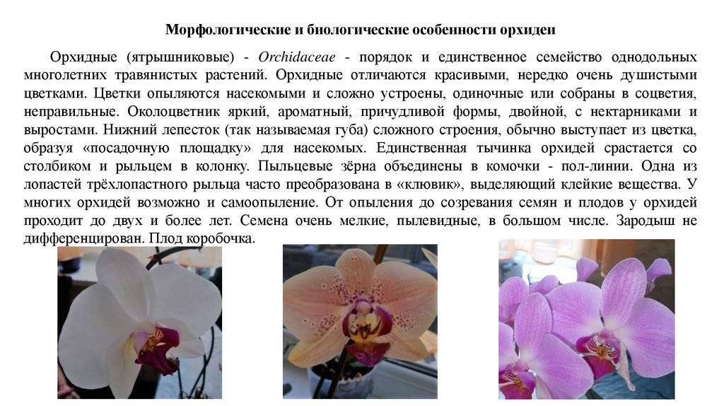 Фаленопсис: уход в домашних условиях, обрезка комнатного, и орхидея ли это, в чем разница с иными видами, сколько цветет, как часто, что означает, если бутонов нет?