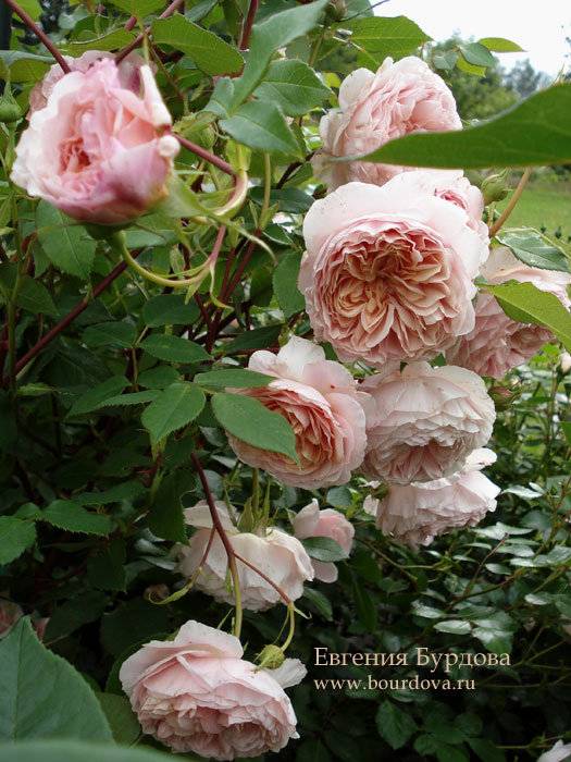 Роза вильям шекспир (rose william szekspir): фото, сортовое описание, отзывы, правила и сроки посадки