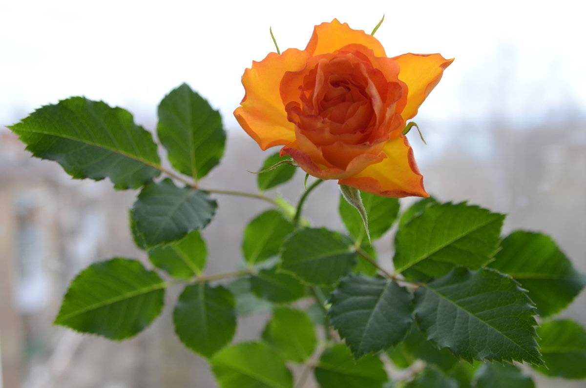 Комнатная роза (80 фото) - виды, уход и выращивание