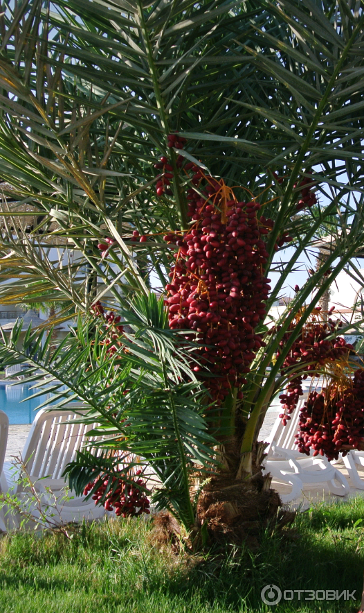 Финиковая пальма: уход в домашних условиях, выращивание из косточки
