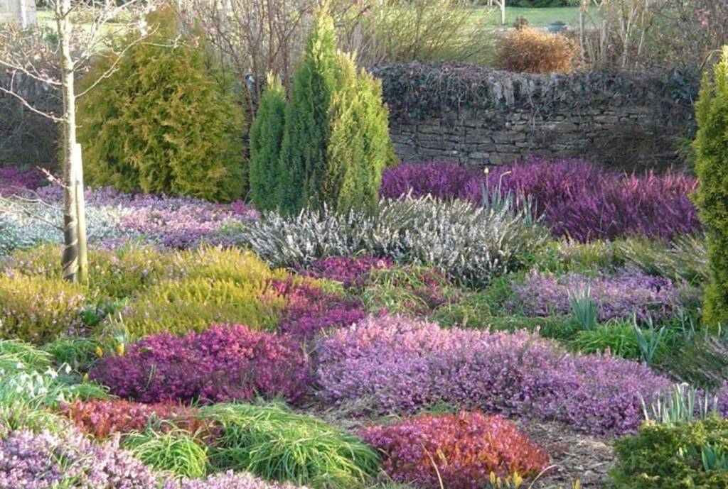 Низкорослые кустарники — цветущие и декоративно-лиственные для сада