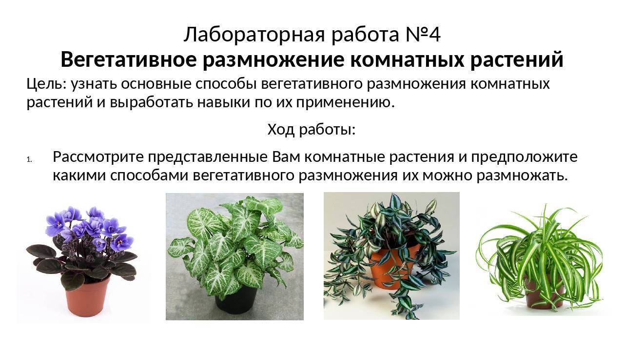 ᐉ цветок белопероне: уход в домашних условиях, фото и виды, размножение и пересадка - roza-zanoza.ru