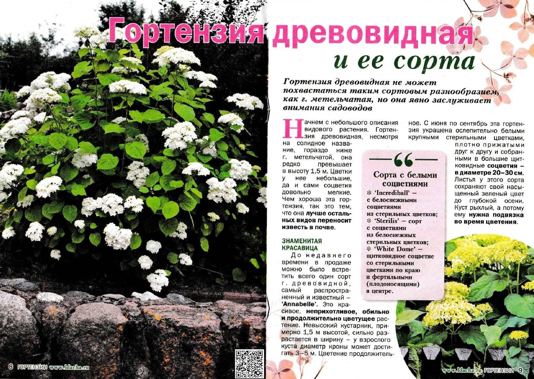 Гортензия (100 фото): описание, сорта, выращивание в открытом грунте и домашних условиях | огородникам инфо