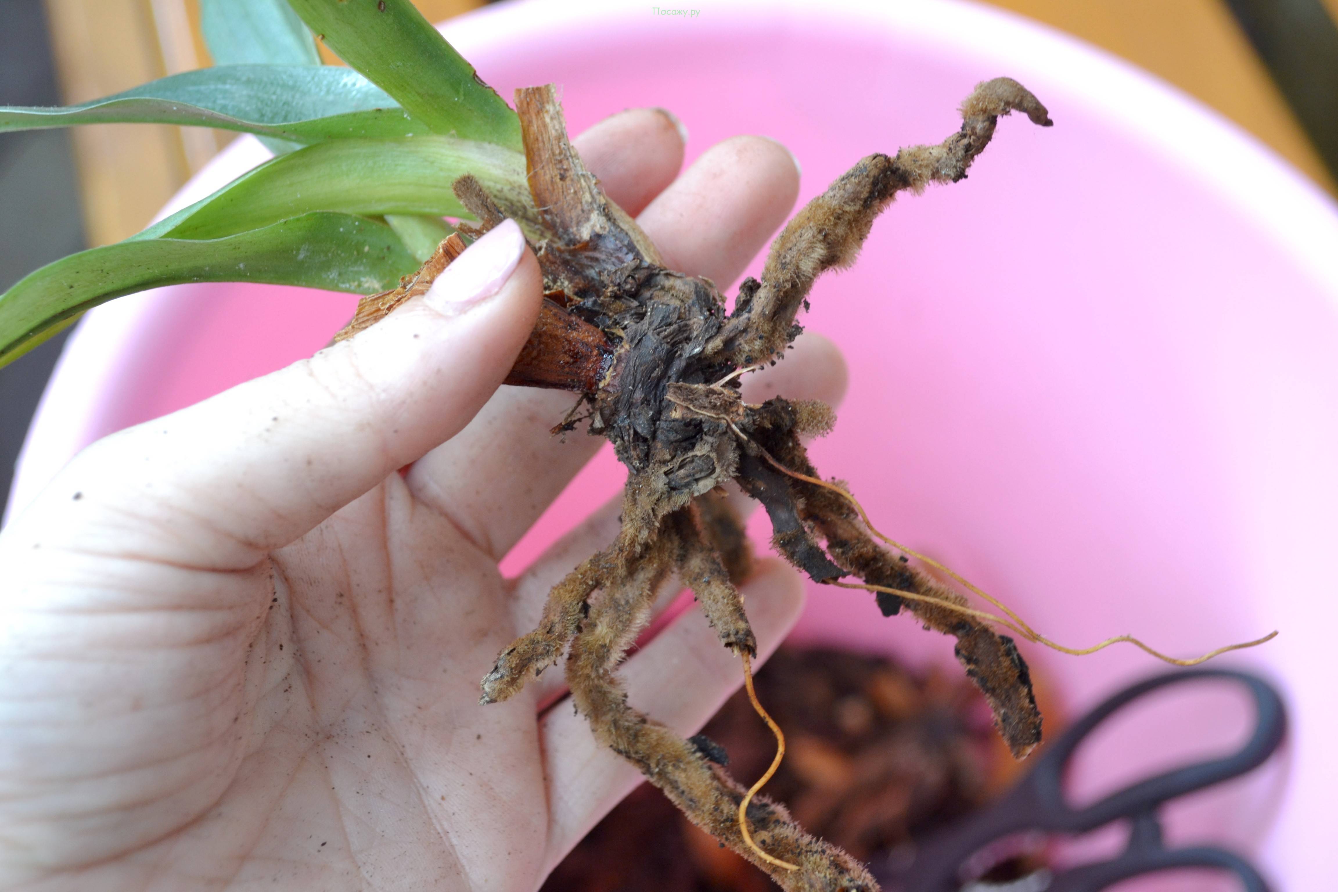 У орхидеи сохнут и гниют корни: советы и этапы как спасти растение своими руками (125 фото + видео)