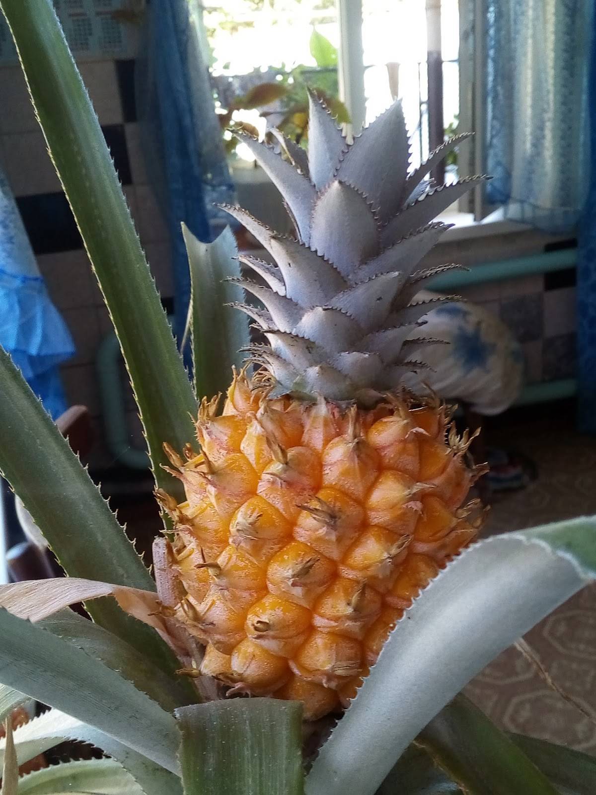 Как вырастить ананас дома из верхушки пошагово, фото как укоренить