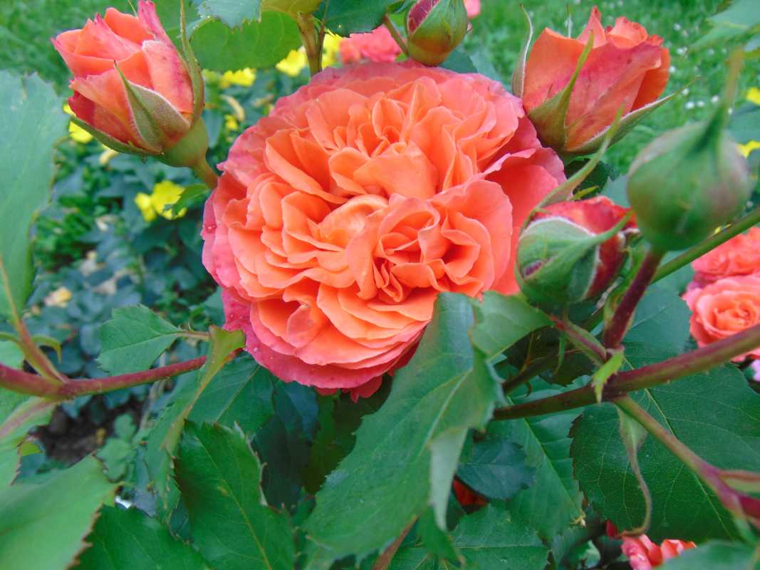 Розы шрабы: описание, выращивание в открытом грунте и уход