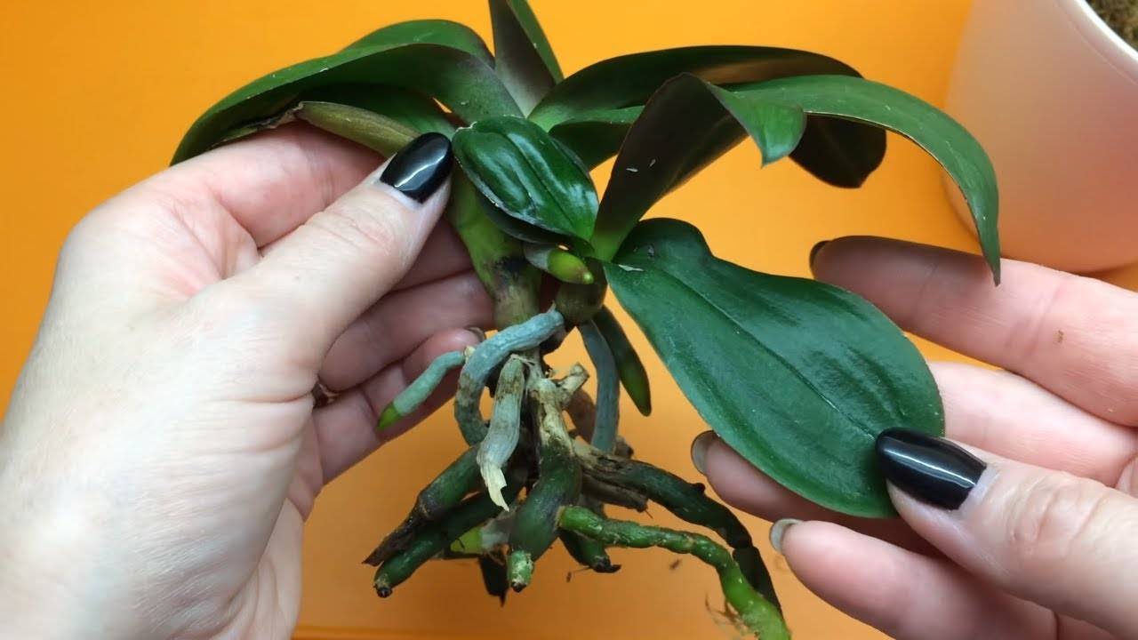 Как нарастить и отсадить детку орхидеи : способы, как отделить в домашних условия