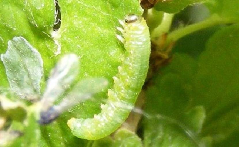 Гусеницы на крыжовнике объели листья, как бороться - препараты и народные средства