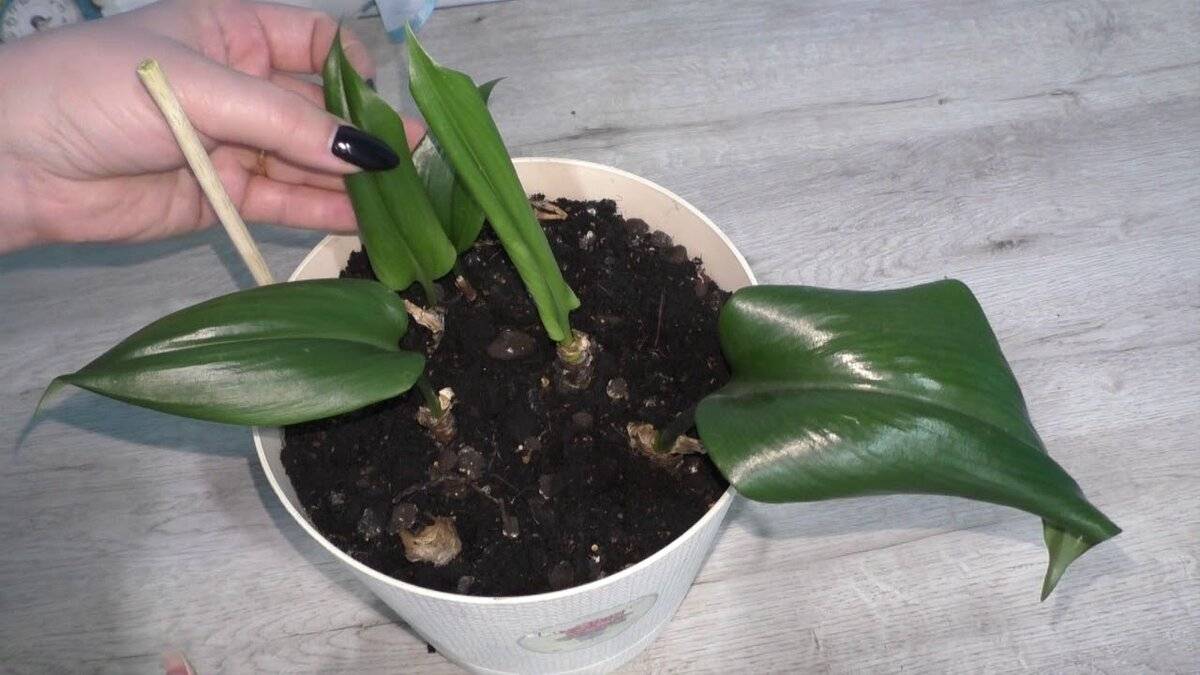 Многолетнее луковичное растение амазонская лилия (эухарис): уход в домашних условиях, фото, пересадка и размножение