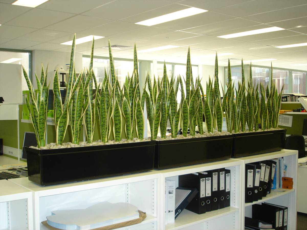 Топ-9 растений для офиса, лучшие растения для офиса
