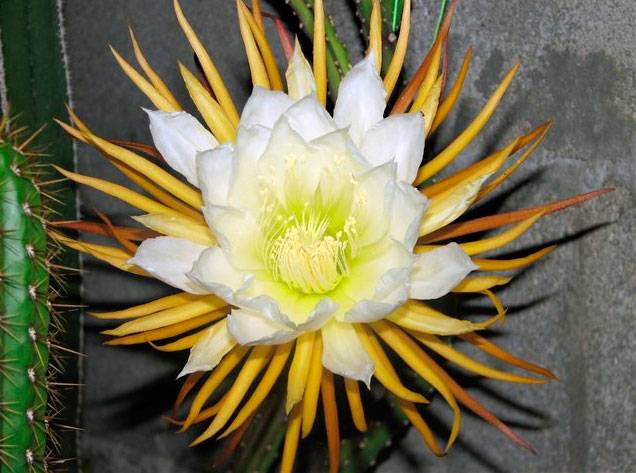 Фотографии цветущих кактусов с описанием их видов