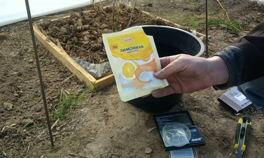 Как подкислить почву для гортензии лимонной кислотой
