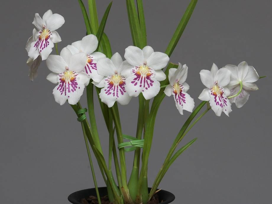 Мильтония: уход за орхидеей в домашних условиях