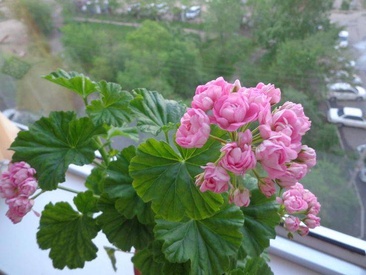 Пеларгония анита: фото растения, описание цветка, особенности ухода за ним и рекомендации по размножению
